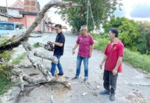 普济寺路居民投诉老树倒落 周国和团队携工具清理