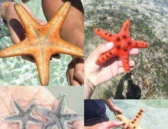 沙巴爱地球协会主席邹程中吁当局劝诫游客勿触摸海星