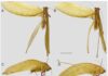 Local and international researchers discover two new bush cricket species in Sabah