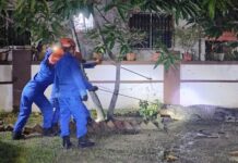 APM Sandakan captures 200kg crocodile