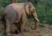拿笃六旬老翁遭野生大象踩踏致死