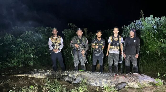 17-foot crocodile shot dead in Kunak after attack on villager