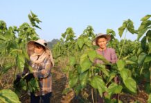 忻城蚕桑:从“东桑西移”到“东绸西固”的县域答卷