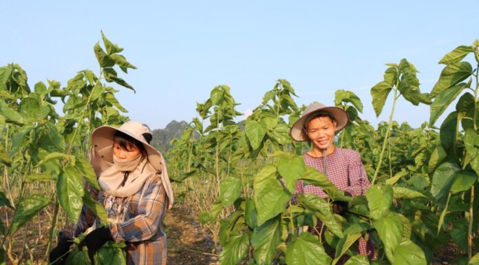 忻城蚕桑:从“东桑西移”到“东绸西固”的县域答卷