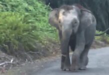 KePKAS pandang serius insiden kecederaan gajah Pygmy Borneo