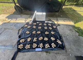 300 suspected Green Turtle eggs seized in Tuaran