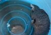 86-year-old man arrested, protected wildlife seized in Tawau raid