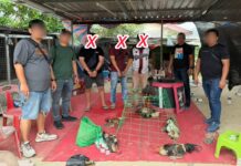 Lapan ayam sabung dirampas, tiga individu ditahan
