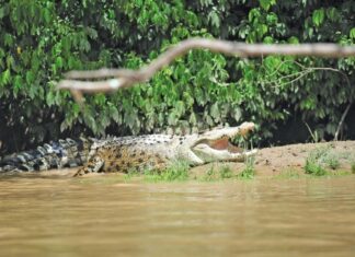 Sabah Govt to tackle crocodile problem