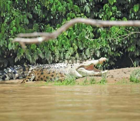 Sabah Govt to tackle crocodile problem