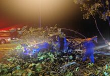 Sandakan APM rescues three trapped in falling tree incident