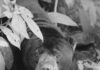 Post-mortem on Sigalung the sun bear confirms heart and lung failure