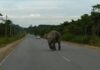 Urgent plea from Kinabatangan villagers as wild elephants threaten lives and livelihoods
