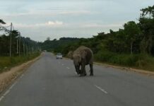 Urgent plea from Kinabatangan villagers as wild elephants threaten lives and livelihoods