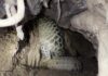 Secure refuges are key for Sunda pangolins living in agricultural landscapes