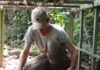 Landmark study reveals how Borneo’s elusive clouded leopards navigate human-impacted landscapes
