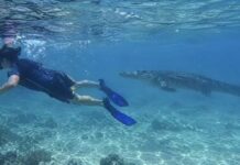 Safety measures stepped up after crocodile sighting at Sapi Island