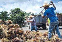 Plantation groups urge revision of RM300 foreign worker training fee